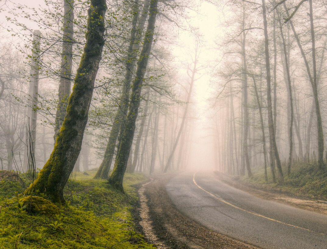 Foggy forest road at dawn